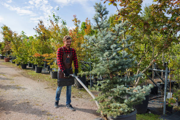 Best Tree and Shrub Care  in Trucksville, PA